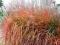 trawa ozdobna MISCANTHUS PURPURASCENS nowość!!!!