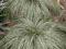 Carex 'Frosted Curls' Turzyca Włosista sadz. P9