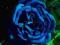 Różą pnąca niebieska !!!TANIO!!!