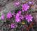 Hepatica nobilis Rosea, różowa przylaszczka