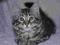 Kot kotka syberyjska syberyjskie rodowód, łódzkie