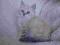 Kot syberyjski syberyjskie Neva Masquerade