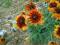 Rudbekia Brown Eyed sadzonka