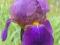 IRYS BARBATA - fioletowy, bardzo okazały