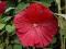 Hibiskus bylinowy Cranberry Crush ________sadzonki