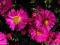 Aster krzaczasty niski,różowy