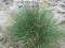 KOSTRZEWA NITKOWATA FESTUCA FILIFORMIS