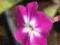 FLOKS, PŁOMYK PURPLE BICOLOR PHLOX PANICULATA