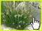 Rozplenica Little Bunny Pennisetum trawa ozdobna