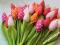Urocze tulipany.shabby chic,vintage,Dzień Matki