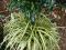 trawa ozdobna CAREX OSHIMENSIS EVERGOLD -SADZONKA