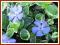 Barwinek 'Ralph Shugart' (Vinca minor) p9