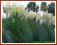 Trawa pampasowa 'Witte Pluim' (Cortaderia)  p11