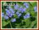 Brunnera wielkolistna (Brunnera macr.)  C1