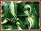 Funkia 'Mediovariegata' (Hosta)  C2
