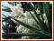 Juka Karolińska (Yucca filamentosa)  C2