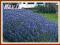 Lawenda Munstead (Lavandula angustifolia) p9