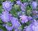 Scabiosa japonica-KWITNIE CZERWIEC- PAŹDZIERNIK