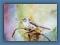 Raniuszek II -akwarela A4 ptaki  Gal.Astry