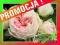 Róża pnąca Herbaciana Angielska gat. I art. nr 526