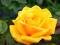 Róża, Nasiona Róży, Yellow Rose - Róża Żółta