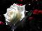 Róża, Nasiona Róży, White Rose - Róża Biała