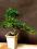 drzewko bonsai - ilex prezent
