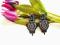 Kolczyki SUTASZ_SOUTACHE
