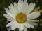 MARGERYTKA - bylina - sadzonki