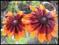 RUDBEKIA letnia - mix - sadzonki