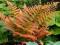 Niesamowita kolorowa Paproć DRYOPTERIS ERYTHROSA