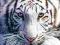 Tygrys Bengalski - plakat 61x91,5 cm