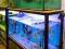 Regał Hodowlany z Akwariami 2x300L + 150L
