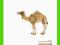 [MALAKO_PL] ANIMAL PLANET Wielbłąd arabski