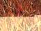 Ognisty__Miscanthus sinensis Africa__sadzonki C2