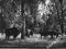 Puszcza Białowieska 1969 żubry Puszcza Białowieska 1969 żubry