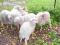 owce,owieczki quessant-najmniejsze owce