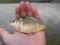 Narybek Kroczek Karpia Karp Królewski od 5-17cm