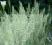 KOELERIA -niebieskie liście, niziutka trawka