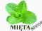 NAJLEPSZY LIQUID 150ml MIĘTA 12mg/ml 5X30ML