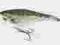 Rapala Shad Rap 7cm Tonący. Silver Baby