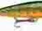 Rapala Countdown 9 cm Wolno Tonący CD09 BT
