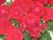 RÓŻE RABATOWE 15 KOLORÓW.SŁARO Najpiękniejsze Róże