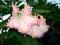 datura różowa