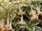 datura variegata