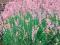 PACHNĄCA RÓZOWA LAWENDA ---SADZONKI