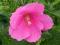 Hibiskus bagienny różowy,mrozoodporny
