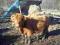 Highland Cattle - Szkockie Bydło Górskie