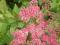 Tawuła japońska Spiraea 'Froebelii' 30-40cm