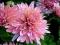 CHRYZANTEMA OGRODOWA na wiele lat-------sadzonka